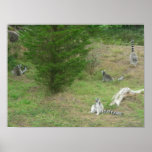lemurs 002 canvas posters