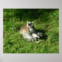 Lemurs 005 20"x16" Poster