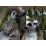Lemurs Animals photo sculptures