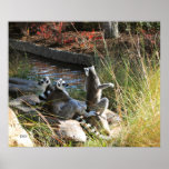 Lemurs, DiDi posters