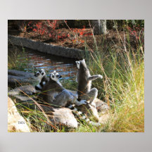 Lemurs, DiDi Posters