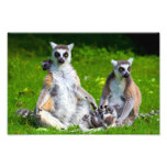 Lemurs Family Photo Art