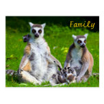 Lemurs Family Post Cards
