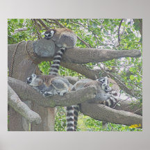 Lemurs Print