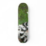 Lemurs skateboards