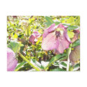 Lenten Rose 2 Postcard