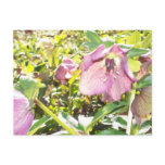 Lenten Rose 2 Postcard