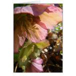 Lenten Rose cards