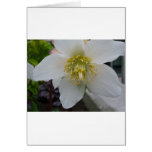 Lenten Rose Flower cards