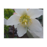 Lenten Rose Flower postcards