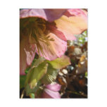 Lenten Rose postcards