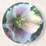 Lenten Rose Sandstone Coaster
