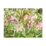 Lenten Roses Postcard