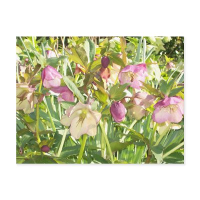 Lenten Roses Postcard by sunsett76