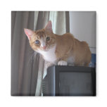 Leo magnets