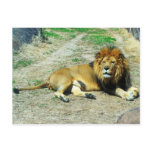 Leo postcards