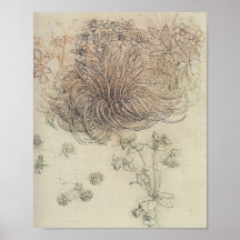 Leonardo Botanical Study Print