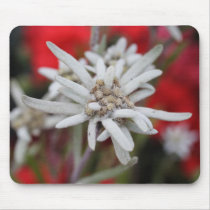 Leontopodium alpinum mousepad