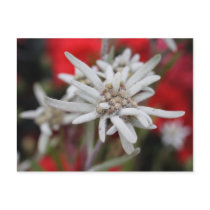 Leontopodium alpinum post card