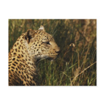 Leopard (alert & sitting up) wild animal postcards