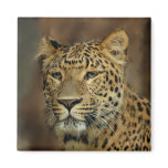 leopard art magnets