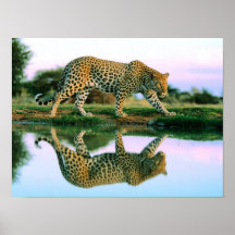 Leopard  at Water Print