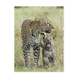 Leopard Baby and Mama postcards