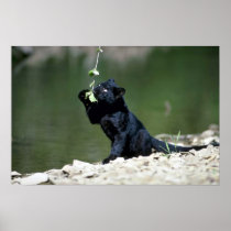 Leopard-black phase-cub posters
