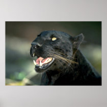 Leopard, black phase posters