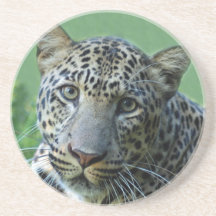 Leopard Coaster