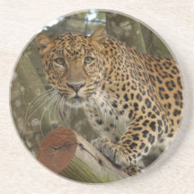 Leopard Coaster