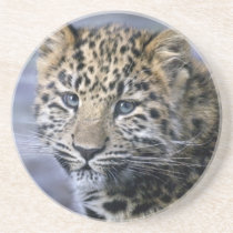 Leopard Cub Coaster
