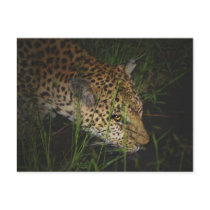 Leopard drinking in the wild safari postcards