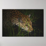 Leopard drinking wild poster, print, photograph