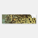 Leopard Eyes Bumper Sticker