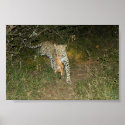 Leopard Flees Lions With Her Kill posters