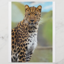 Leopard Flyer Design