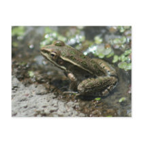 Leopard Frog Near Pond Postcard