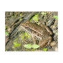 Leopard Frog Postcard