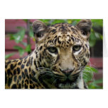 Leopard Greeting Card