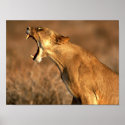 leopard,hungry,king,stateliness posters