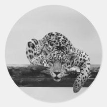 Leopard in black and white stickers