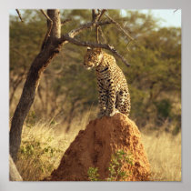 Leopard in Namibia, Africa Print
