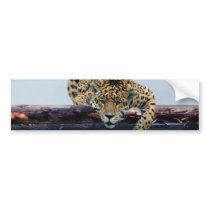Leopard in the tree 1 bumper sticker