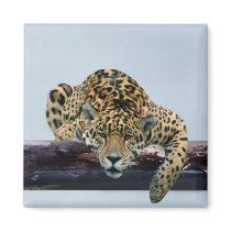 Leopard in the tree 1 magnets