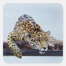 Leopard in the tree II Sticker