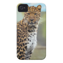 Leopard iPhone 4 Cover