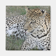 leopard magnet