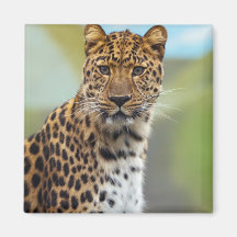 Leopard Magnet