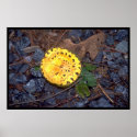 Leopard Mushroom posters